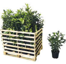 Holzkiste mit Lorbeerkirsche und einzelne Lorbeerkirsche im Topf