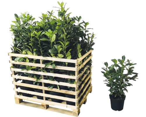 Holzkiste mit Lorbeerkirsche und einzelne Lorbeerkirsche im Topf