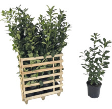 Lorbeersträucher in einem Holzkasten und einem Topf