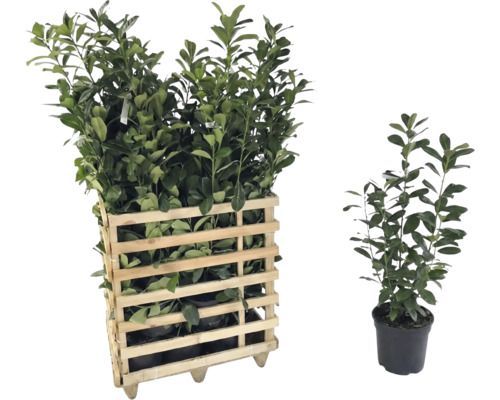 Lorbeersträucher in einem Holzkasten und einem Topf