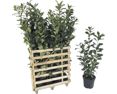 Lorbeerpflanzen in Holzkiste und einzelnem Topf