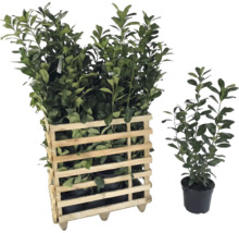 Lorbeerpflanzen in einer Holzkiste und einzelne Lorbeerpflanze im Topf