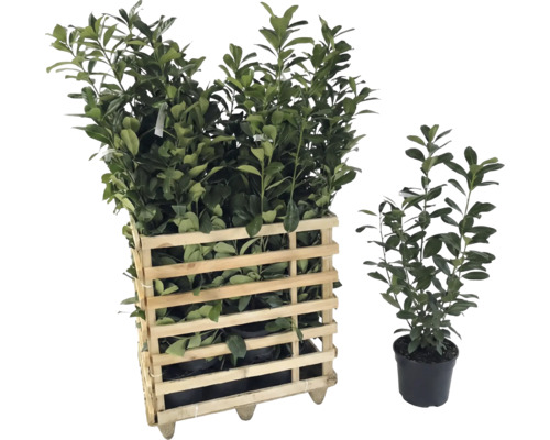 Lorbeerpflanzen in einer Holzkiste und einzelne Lorbeerpflanze im Topf