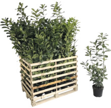 Palette mit Kirschlorbeerpflanzen und einzelne Kirschlorbeerpflanze im Topf