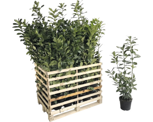 Palette mit Kirschlorbeerpflanzen und einzelne Kirschlorbeerpflanze im Topf