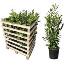 Lorbeerpflanzen in Holzkiste und einzelnem Topf