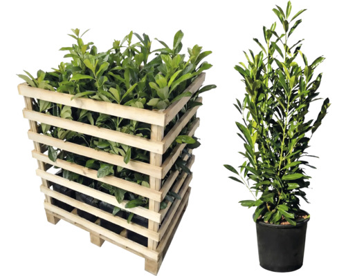 Lorbeerpflanzen in Holzkiste und einzelnem Topf