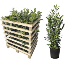 Lorbeerpflanzen in Holzkiste und einzelnem Topf