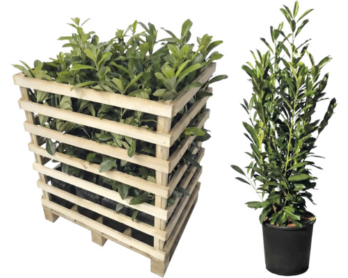 Lorbeerpflanzen in Holzkiste und einzelnem Topf