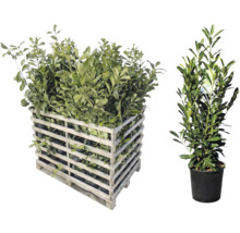 Lorbeerpflanzen in einer Holzkiste und einzeln im Topf