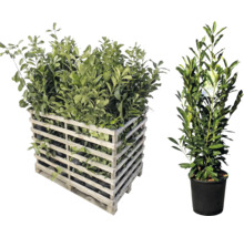 Lorbeerpflanzen in Holzkiste und Topf