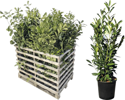 Lorbeerpflanzen in Holzkiste und Topf