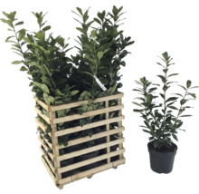 Lorbeerkirsche in Holzkiste und einzelnem Topf