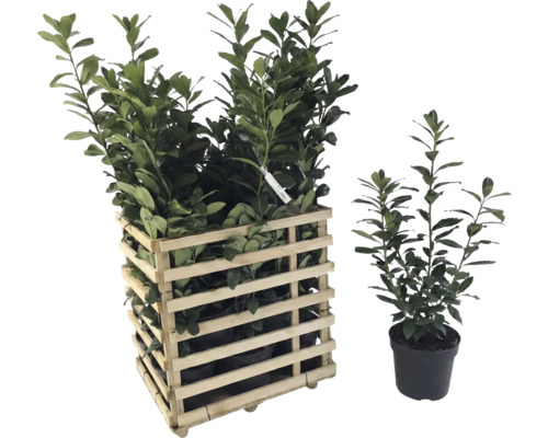 Lorbeerkirsche in Holzkiste und einzelnem Topf