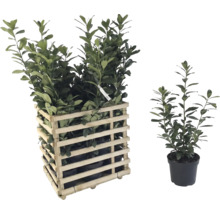 Lorbeerkirsche in Holzkiste und einzelner Topfpflanze