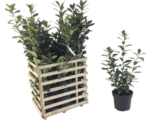 Lorbeerkirsche in Holzkiste und einzelner Topfpflanze