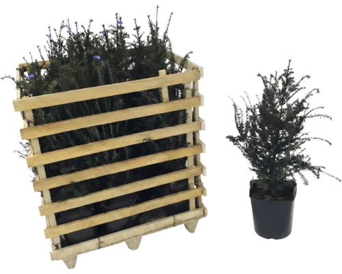 Eibe im Holzkasten und einzelne Eibe im Topf