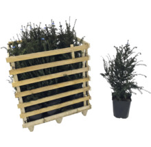 Eibe im Holzkasten und Eibe im Topf