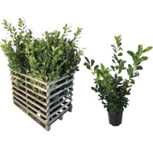 Lorbeerpflanzen in Holzkiste und Topf