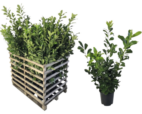 Lorbeerpflanzen in Holzkiste und Topf