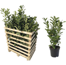 Lorbeerkirsche im Holzkasten und im Topf