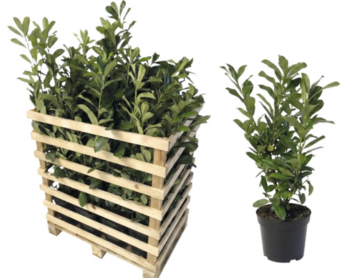 Lorbeerkirsche im Holzkasten und im Topf