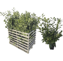 Lorbeerpflanzen in Holzkiste und einzelnem Topf