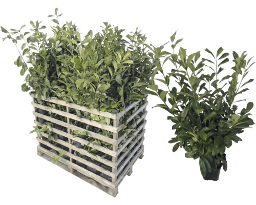 Lorbeerpflanzen in Holzkiste und einzelnem Topf