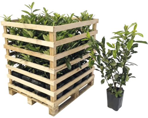 Palette mit Lorbeerpflanzen und einzelne Lorbeerpflanze im Topf