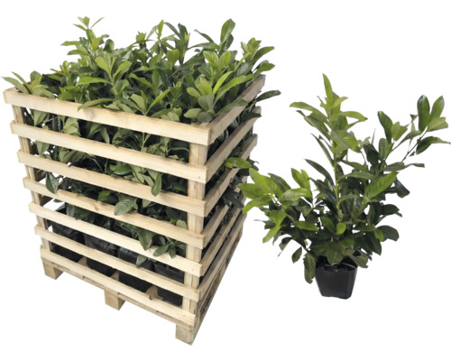 Lorbeerpflanzen im Holzcontainer und einzeln im Topf