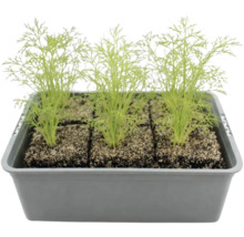 Dill Setzlinge in einer Anzuchtbox