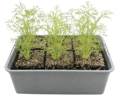 Dill Setzlinge in einer Anzuchtbox