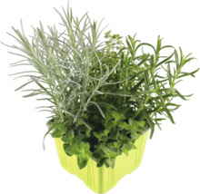 Kräutertopf mit verschiedenen Kräutern