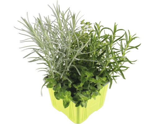 Kräutertopf mit verschiedenen Kräutern