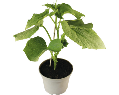 Gurkenpflanze im Topf