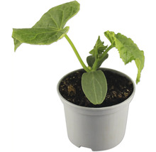 Gurkenpflanze im Topf für den Garten