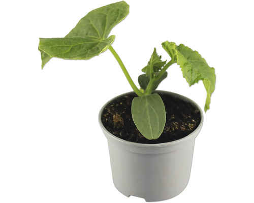 Bio Schlangengurke FloraSelf Bio Ø 13 cm Topf veredelt, versch. Sorten Gurkenpflanze im Topf für den Garten