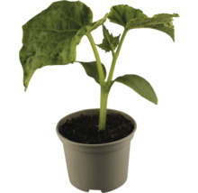 Jungpflanze im Topf für den Garten