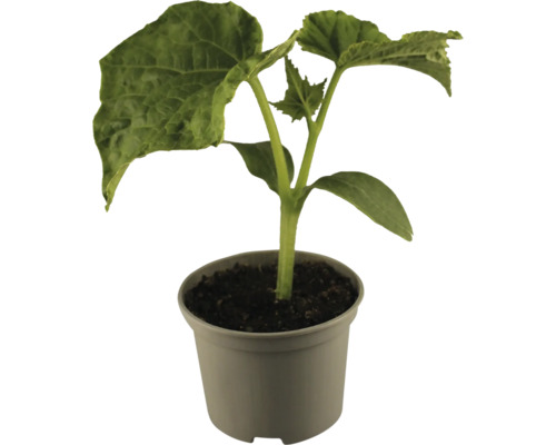 Jungpflanze im Topf für den Garten