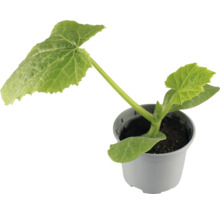 Gurkenpflanze im Topf