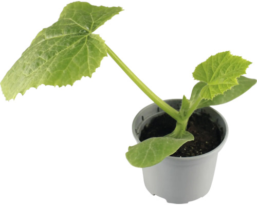 Zucchini Snow FloraSelf Ø 10,5 cm Topf Gemüsepflanze Gurkenpflanze im Topf