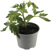 Tomatenpflanze im Topf