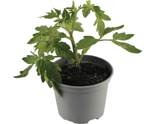 Tomatenpflanze im Topf