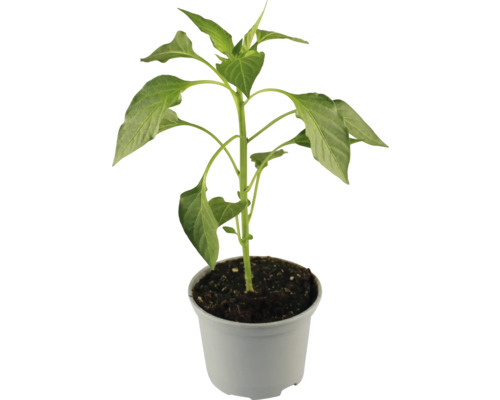 Paprikapflanze im Topf