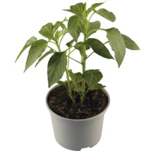 Paprikapflanze im Topf