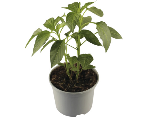 Paprikapflanze im Topf