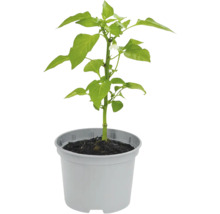 Chilipflanze in einem Topf mit Erde.