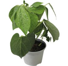 Pflanze im Topf mit grünen Blättern