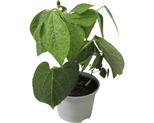 Pflanze im Topf mit grünen Blättern