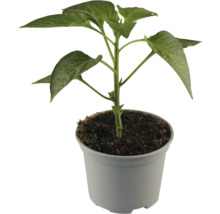 Paprikapflanze im Topf